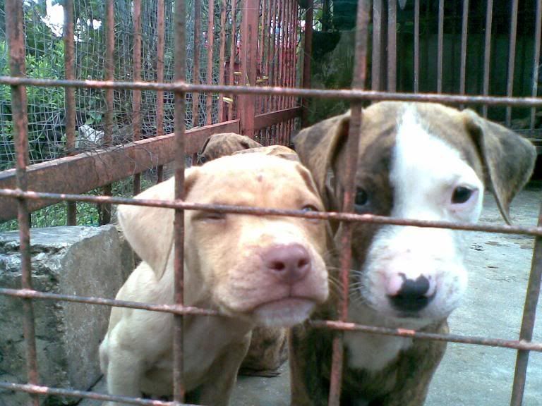 APBT1.jpg