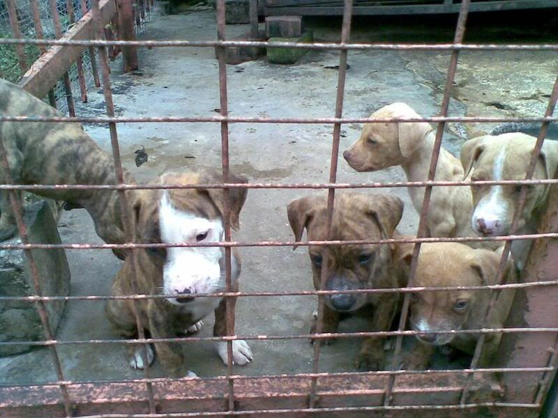 APBT2.jpg