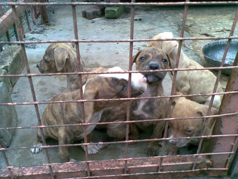 APBT3.jpg