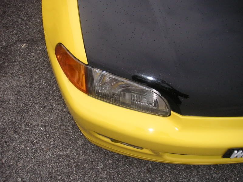 dolphin15.jpg