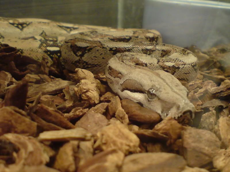 DSC00508.jpg