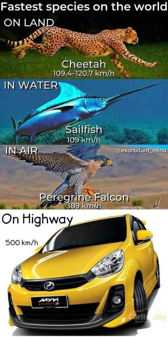 myvi king.jpg