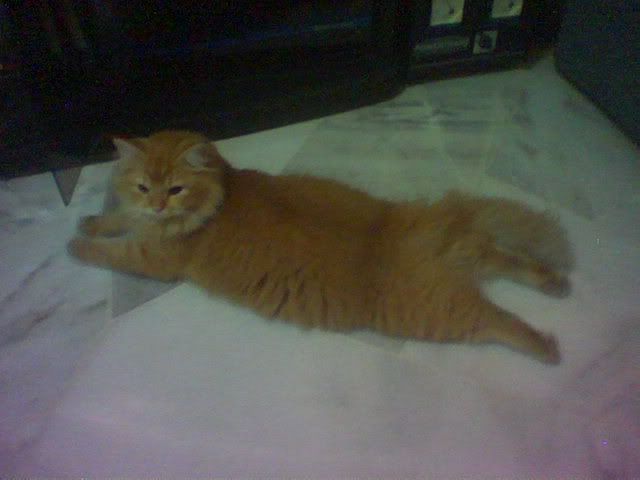 Puss.jpg