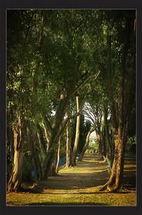 taman0000copy.jpg